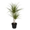 Dracaena Marginata, 1 Pflanze -OUTSUNNY Shop 2484706000 prod 001