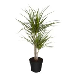 Dracaena Marginata, 1 Pflanze