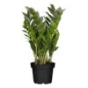 Zamioculcas Zamiifolia, 1 Pflanze -OUTSUNNY Shop 2484707000 prod 001