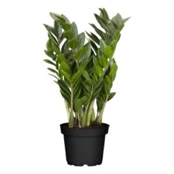 Zamioculcas Zamiifolia, 1 Pflanze