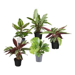 OUTSUNNY Shop 3 Calathea, Verschiedene Sorten, 2er Set