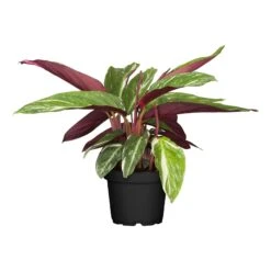 Calathea, Verschiedene Sorten, 2er Set -OUTSUNNY Shop 2484710000 prod 004
