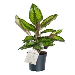 Calathea, Verschiedene Sorten, 2er Set -OUTSUNNY Shop 2484710000 prod 005