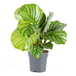 Calathea, Verschiedene Sorten, 2er Set -OUTSUNNY Shop 2484710000 prod 006